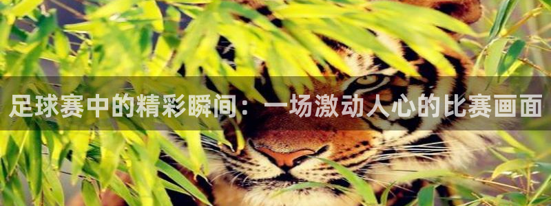 足球赛中的精彩瞬间：一场激动人心的比赛画面