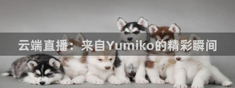 雨燕免费体育直播