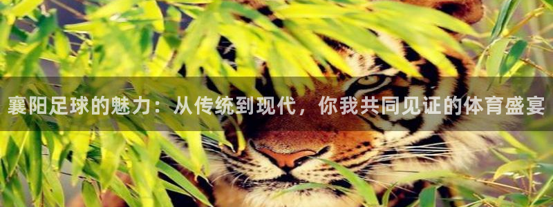襄阳足球的魅力：从传统到现代，你我共
