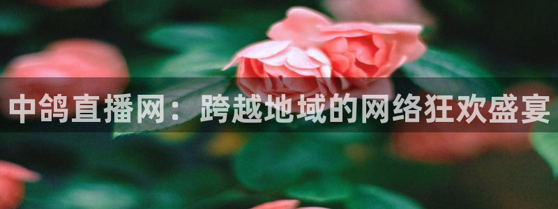 雨燕体育nba直播在哪看：中鸽直播网：跨越地域的网络狂欢盛宴